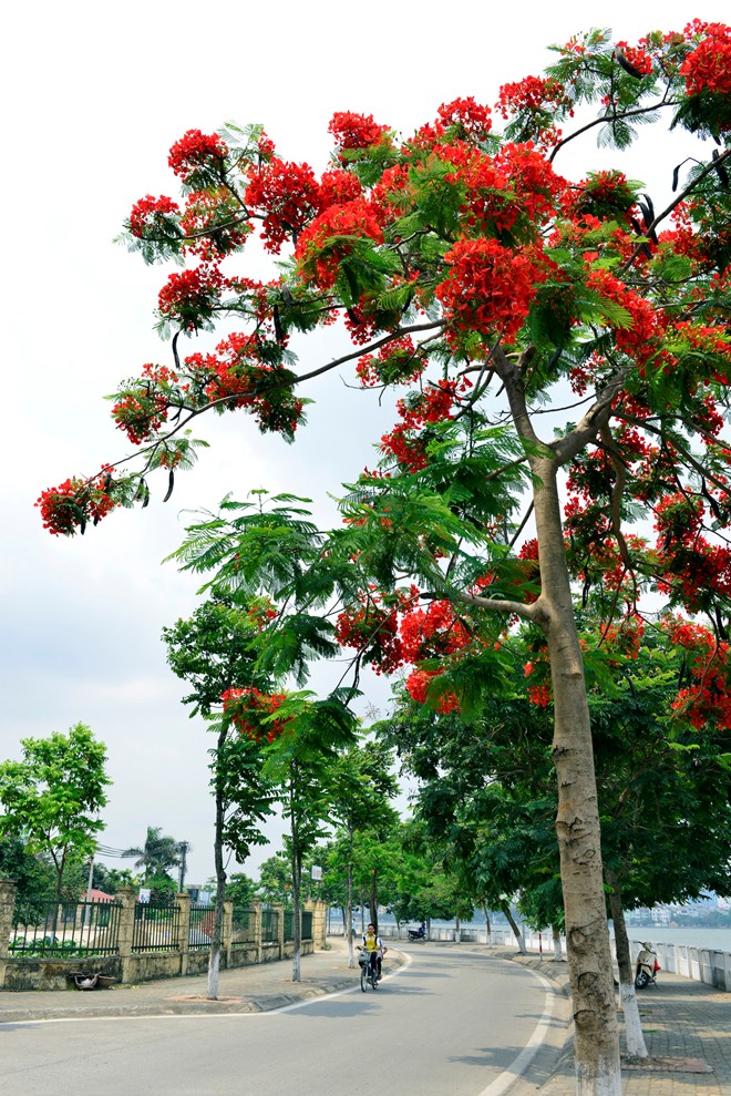 ve may bay sai gon ha noi