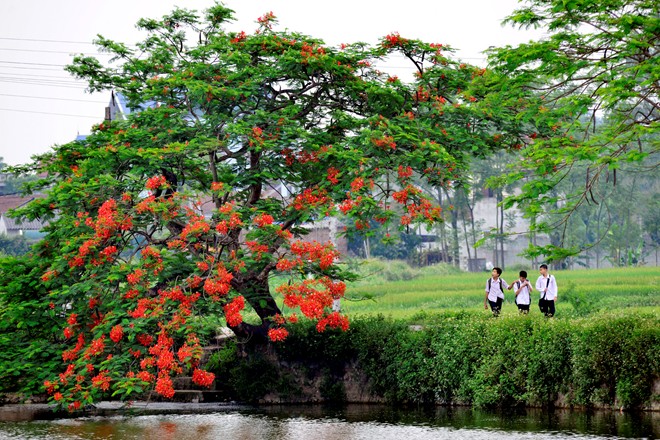 ve may bay sai gon ha noi