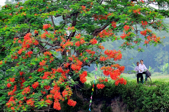 ve may bay sai gon ha noi