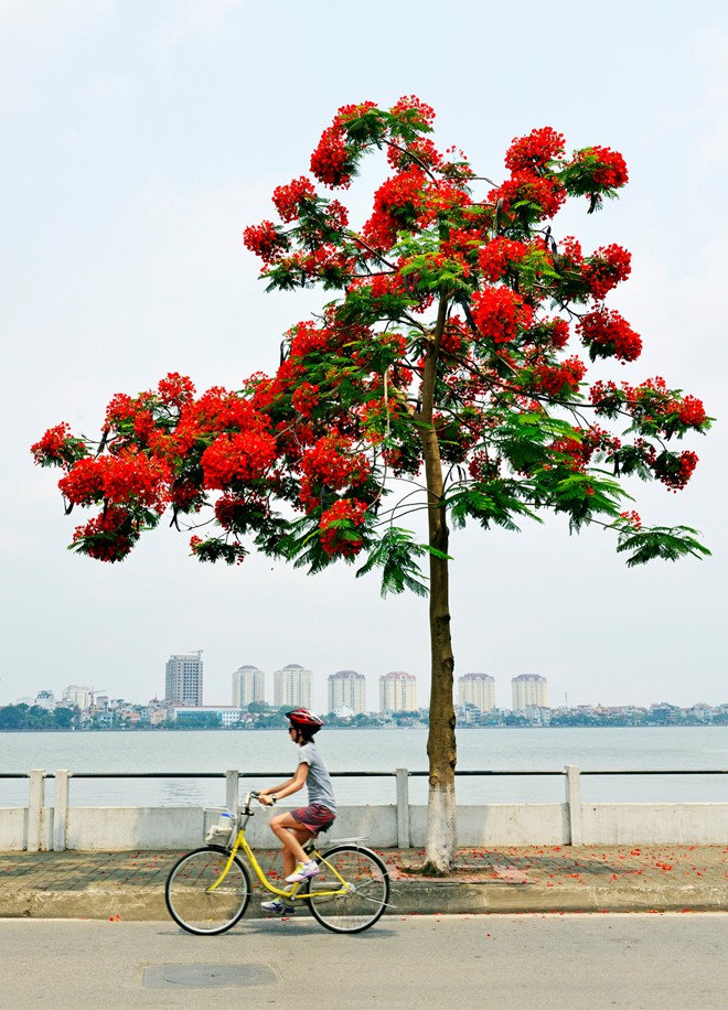 ve may bay sai gon ha noi