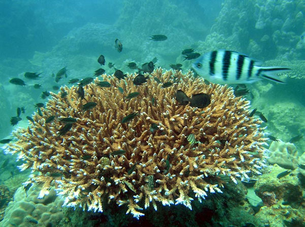 ve may bay sai gon phu quoc, vé máy bay sài gòn phú quốc